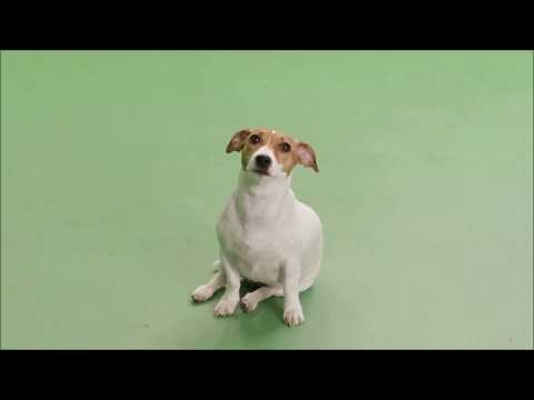 Fourgreenleaves Marketing video.