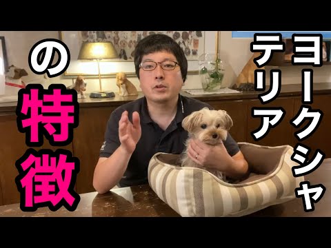 プロトテリアについて詳しく解説
