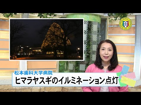 冬夜に輝くヒマラヤ杉　イルミネーショイン点灯式