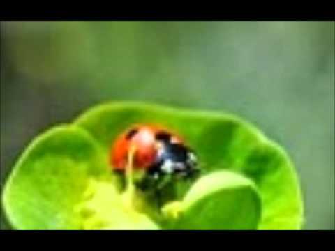 Top 40 Hits Of 1943 39 Xavier Cugat Brazil