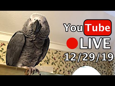 🔴🐦Einstein  Parrot LIVE! 12/29/19