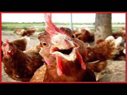 FUNNY Roosters Crowing Compilation ✔