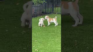 Video preview image #1 Rat-Cha Puppy For Sale in Lillian, TX, USA