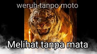 Download lagu STORY -WA MACAN PUTIH mp3