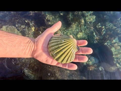 Coastal Foraging in the Snow - Winter foraging for Scallops!! | The Fish Locker