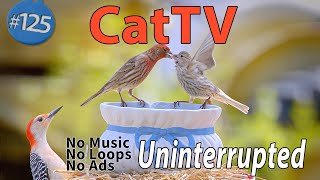 8 Hours of Birds 🐦 for Cats 😻 to Watch Uninterrupted 4K Ultimate Bird Watching CatTV Pottery Dish