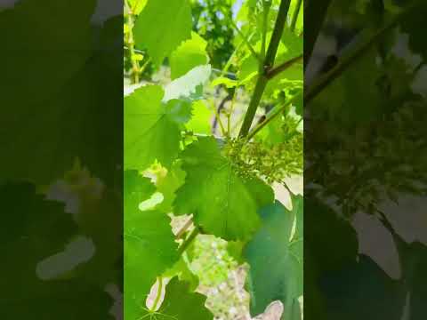 私のブドウの木に影響を及ぼしたブドウの病気は何ですか?最も一般的な 5 つ (写真付き)  庭園