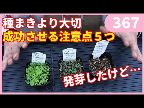 屋内で種子から段階的に播種するにはどうすればよいですか？  庭園