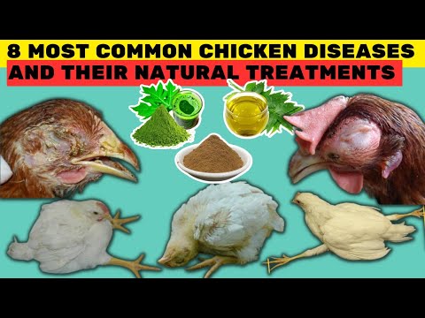 8 MOST COMMON DISEASES OF CHICKEN & THEIR NATURAL TREATMENTS | 100% Recovery by using these TREATS