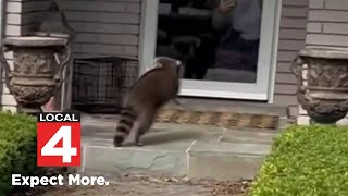 Rabid raccoon terrorizes neighborhood in Troy