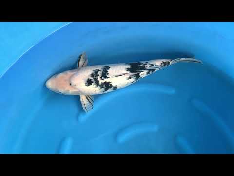 AC18-02 JKS AC - 3Y Female Bekko 56 cm