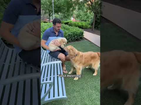1 month with a puppy in 10 seconds #goldenretriever #puppy