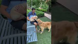 1 month with a puppy in 10 seconds #goldenretriever #puppy