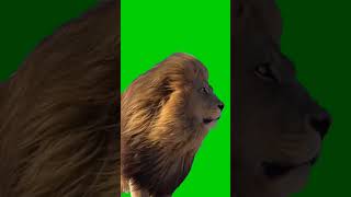 Download lagu Green screen Lion, green screen singa mp3