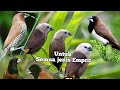 Suara Pikat Burung Pipit Peking Emprit