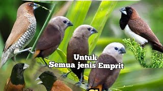 Download lagu Suara pikat burung pipit / peking# Emprit mp3