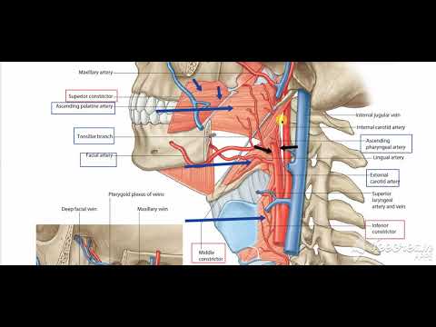 External Carotid Branches 4