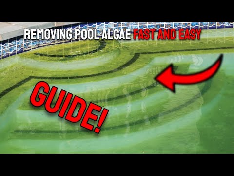 How to identify and REMOVE Pool Algae Fast and Easy
