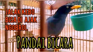 Download lagu BURUNG JALAK KEBO YANG BISA DI AJAK NGOBROL DAN PANDAI SEPERTI BEO mp3