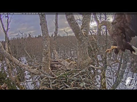2018/03/22 Jūras ērglis~Male comes in -Female flew away~ 7:55am