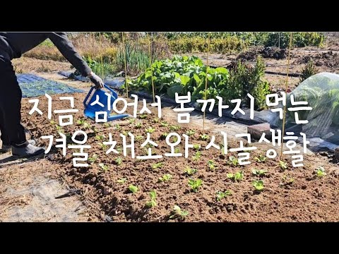 , title : 'SUB) 지금 심어서 봄까지 먹는 겨울 채소와 시골생활 🍁🌱| 시골살이 | 힐링 | 브이로그 | 농촌 | vlog | Korean countryside life |'