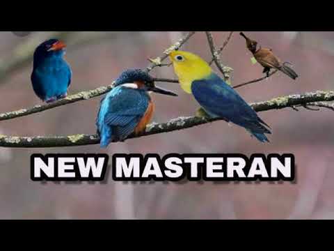 Download Suara Burung Masteran Tembakan Rapat Mp3 dan Mp4 Terbaru Gratis