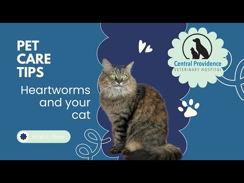 Cat Heartworm Disease