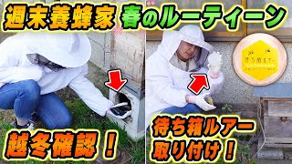 越冬確認に待ち箱ルアー設置！週末養蜂家の春のルーティーンを紹介！