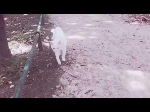 Extrait 1 : Voyage de Bonne Heure