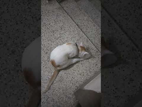 manik the cat being a cat 😸 #cat #shorts