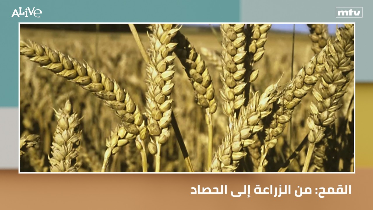 القمح: من الزراعة إلى الحصاد