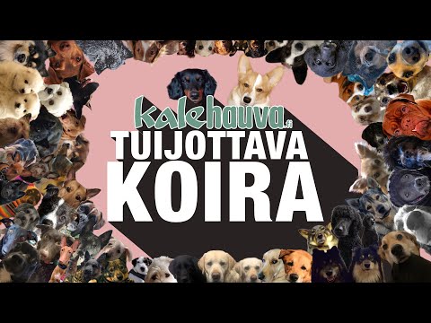 Kalevauva.fi - Tuijottava koira