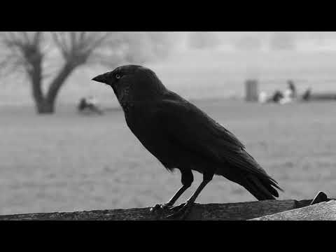 CHISPAH-MAL AUGURIO (2018)