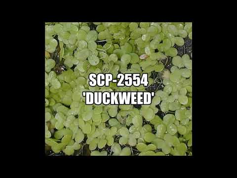 SCP-2554