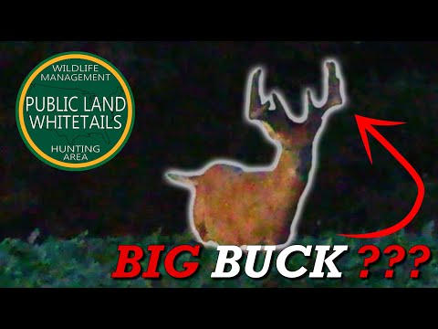 Chasing Public Land Giants | Velvet Buck Footage | Bucks In Fields