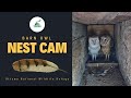 Barn Owl Nest Camera at Ottawa National Wildlife Refuge