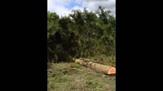 Album cover: Tree Felling 