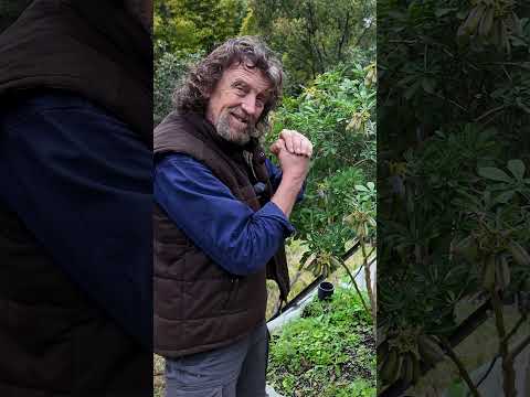 Crotalaria Grahamiana: Nitrogen Fixer, Pest Predator, Butterfly Host