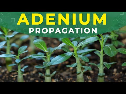 , title : 'ADENIUM PROPAGATION FROM SEEDS | Germination period, fertilizing