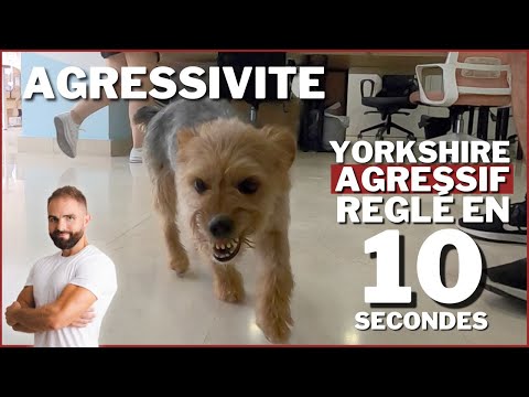 Yorkshire AGRESSIF réglé en 10 sec !