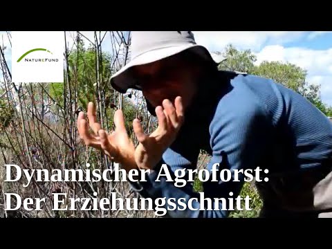 Junge Bäume schneiden - Der Erziehungsschnitt