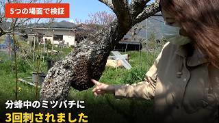 分蜂中のミツバチに3回刺されました【5つの場面で検証】