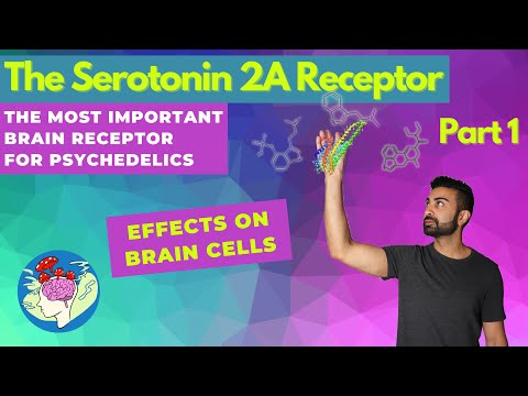 The Serotonin 2A Receptor Pt. 1: How Psychedelics Work in the Brain