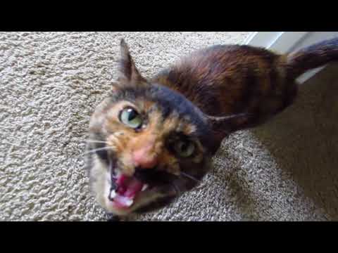 Twiggy the Vocal Tortoiseshell Cat
