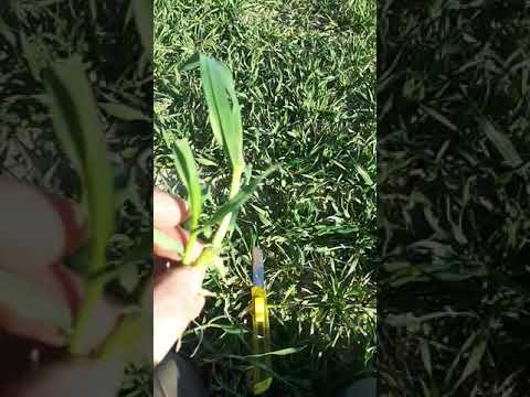 EC 30 - Stadium 'Schossbeginn' bestimmen