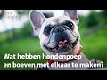 Hoe hondenuitlaters de buurt veilig houden in Nieuwegein | RTV Utrecht