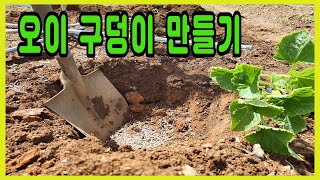 오이.참외구덩이 만들기.오이.참외심는방법.오이.참외재배방법.오이.참외심기