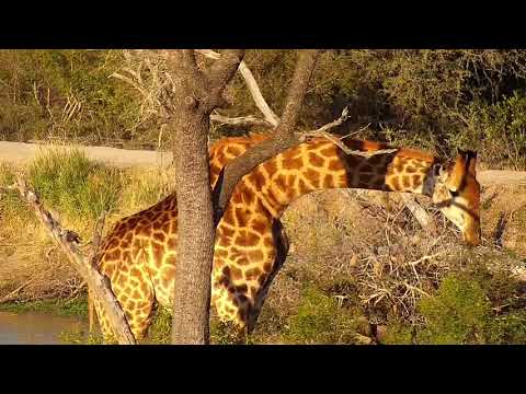 Djuma: Giraffe-Pt:2 - 16:25 - 07/31/20