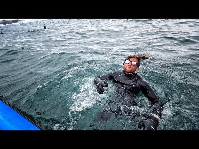 Surfing with GREAT WHITE SHARKS at DUNGEONS SOUTH AFRICA