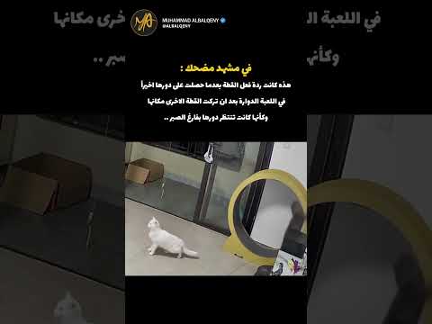 ردة فعل القطة عندما وجدت لعبتها المفضلة #shorts